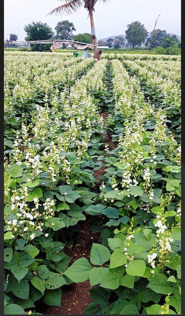 Sustainable Agriculture Excellence